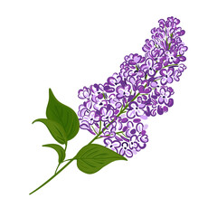 Blooming purple branch of lilac. Vector illustration of a plant hand drawn on an isolated white background