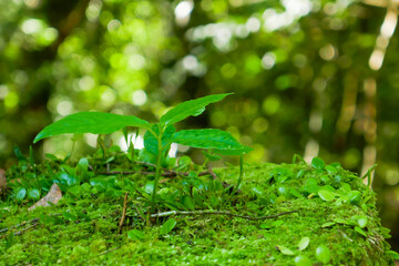 苔むした木の切り株から生えた木の芽