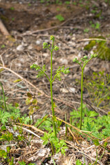 Eagle Fern close up view. Pteridium aquilinum (bracken, brake or common bracken), also known as eagle fern is a species of fern occurring in temperate and subtropical regions in both hemispheres.