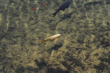 a gold koi fish and the sun in the stream and water is clear bottom 