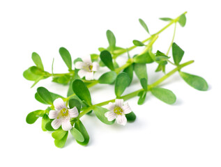 fresh brahmi leaves and flowers isolated on white background