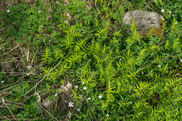 Fern leaves close up view. Pteridium aquilinum (bracken, brake or common bracken), also known as eagle fern is a species of fern occurring in temperate and subtropical regions in both hemispheres.