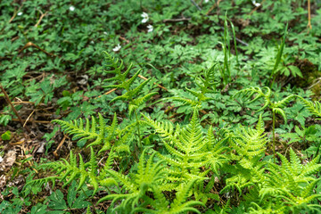Fern leaves close up view. Pteridium aquilinum (bracken, brake or common bracken), also known as eagle fern is a species of fern occurring in temperate and subtropical regions in both hemispheres.
