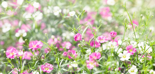 Obraz na płótnie Canvas Floraler Hintergrund mit vielen kleinen Blüten - rosa und weißes Schleierkraut