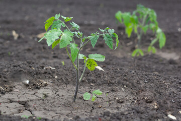 Young tomato seedlings with symptoms of a viral disease. Landing in the ground. Rooting seedlings.