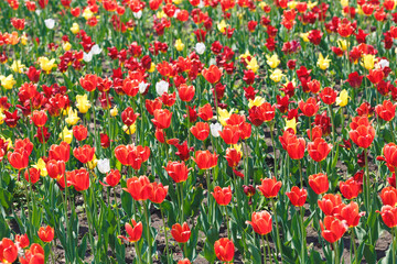 Fototapeta na wymiar Red and yellow tulips. Lots of colorful flowers.