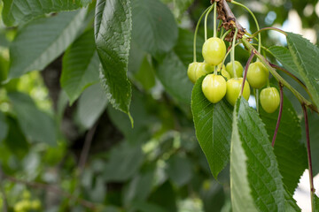 Unripe green sweet cherry on a tree branch. Growing fruit trees. Place for your text. Cherries or merry