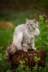 Naklejka na ściany i meble Photo of a gray fluffy cat in the green grass.