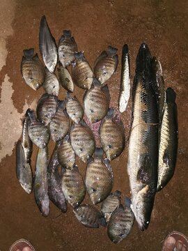 Fresh water  fish on the market