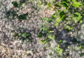 Obraz premium Poplar fluff covered green leaves and asphalt. Selective focus.