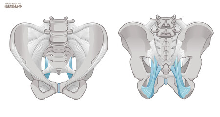 骨盤の正面と背面、仙結節靭帯 © 川本まる