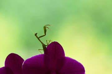 A green praying mantis perched on purple butterfly orchid with natural green and yellow background