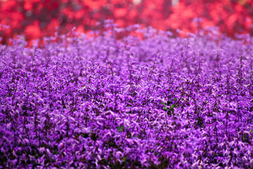 Close up of Catmint flower bush or Nepeta in full bloom