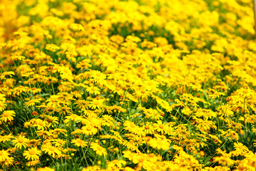 Coreopsis known as tickseed or pot of gold in the flower farm of Cameron Highlands, a popular tourist attraction in Pahang Malaysia