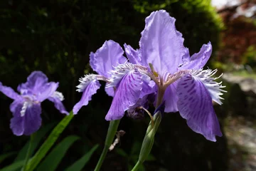 Tuinposter  iris flowers © Tetsuji S
