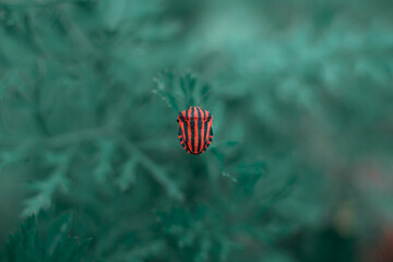 Fototapeta na wymiar red bug on blue background