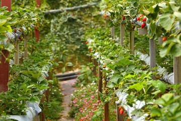 Modern and organic Strawberry farms in Cameron Highlands in Malaysia