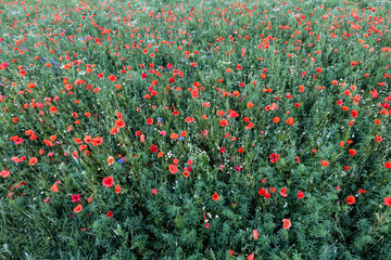 Fototapeta premium poppy field in summer