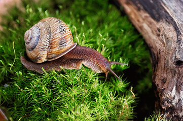 Large domestic snail, unusual pets . Keeping snails at home. Close-up.