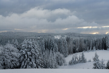 Winterwald