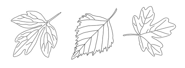 black outline of veined leaves isolated on a white background
