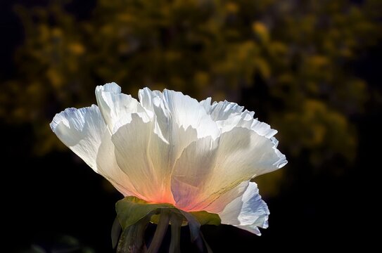 Paeonienemrich Bl&uuml;te