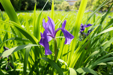  iris flowers