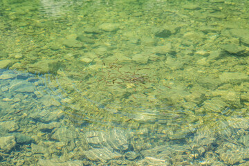 concentration of small fishes at the seealpsee mountain lake