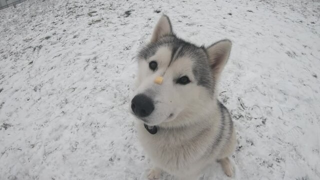 Trained husky with cheese on the nose.