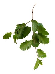 twig of sorbus intermedia tree with green leaves isolated