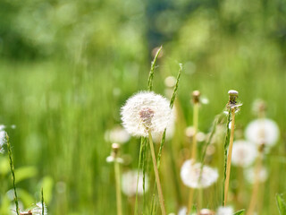 White fluffy dandelions in bloom.