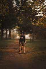 east european shepherd dog stands in the forest at sunset summer