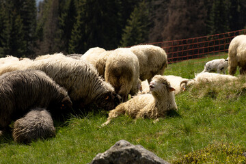 Flock of sheep grazing in meadow in with the Tatra Mountains behind, in Poland. High quality photo © Sergio Casal