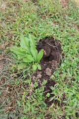 おそらくモグラが地中から顔を出した穴