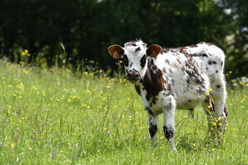 Vache normande