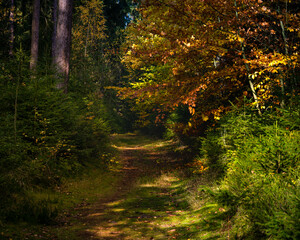 Forstweg im Herbst