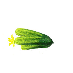 Fresh cucumbers isolated. Cucumis sativus is widely cultivated plant in gourd family. Creeping vine bears cylindrical fruits. Used as culinary vegetables, in cosmetics. Digital art illustration.