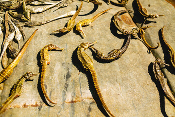 Top view of dried seahorses sold as Traditional Chinese Medicine