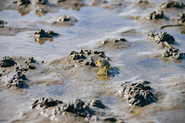 Krebs im Wattenmeer