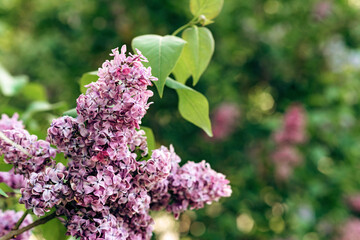 Blooming branch of purple lilac on a sunny day. Natural flower background. Soft selective focus.