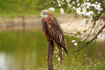 Red kite, sits on a stump in front of a fruit tree with white blossom. A lake in the background. Bird of prey portrait