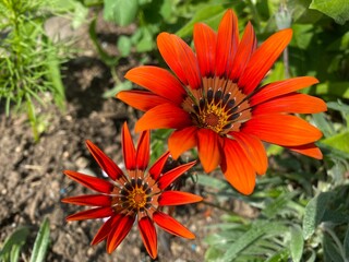 Gazania Cultivar 'Cooper King' (Gazania Hybrid 'Cooper King') or Gazania Hybride 'Kupferglut' or Gazanija hibrid 'Bakreni kralj' (The Botanical Garden of the University of Zurich, Switzerland)