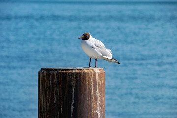 Die Möwe auf dem Stamm mit Wasser und Wind