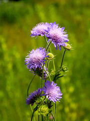 Fototapeta premium lila flowers of scabiosa plant close up