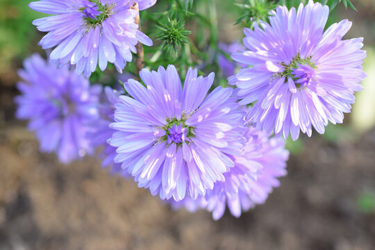 友禅菊 の画像 66 件の Stock 写真 ベクターおよびビデオ Adobe Stock