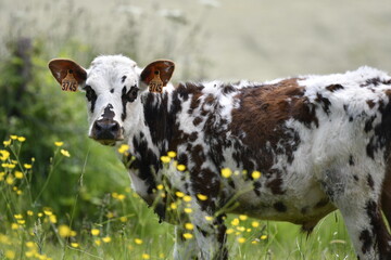 Vache normande