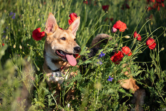 Dog in the flower and grass