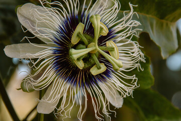 Close up and details of a passion fruit flower or Passiflora edulis