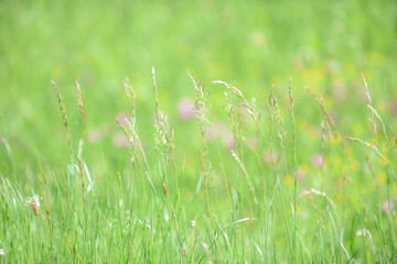 grass and flowers