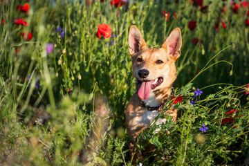 Small dog in poppies field. He is playing  in the poppies. Dog is from animal shelter and he is in a regular walk